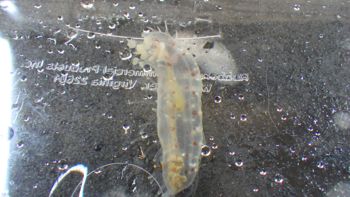 Media type: image;   Invertebrate Zoology 153394 Description: Live specimen.;